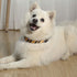 2PCS Adjustable Halloween Dog Collar with Wizard School Printing and Funny Leash for Medium Pets (Yellow, Medium)