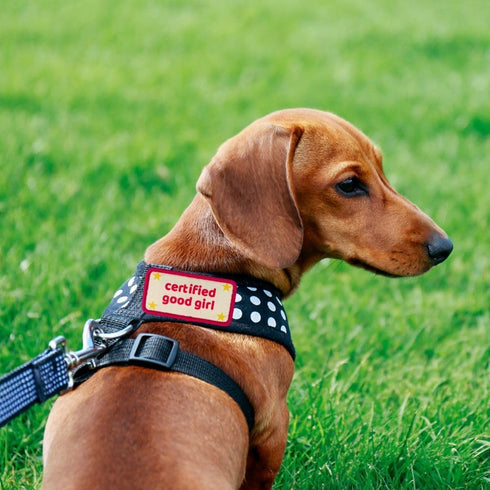 Certified Good Boy Girl Dog Harness Patches: Funny Cute Dogs Patch for Removable Vest Collar Tactical Working