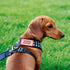 Certified Good Boy Girl Dog Harness Patches: Funny Cute Dogs Patch for Removable Vest Collar Tactical Working