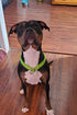 Reflective Slip Dog Collar with Soft Padded Loop for Dogs Training (5/8" W x 15.5" L, Purple), Suitable for 20-38 lbs