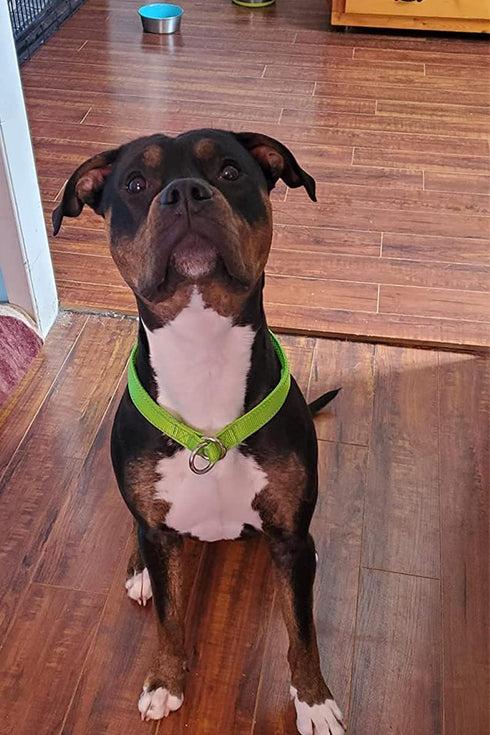 Reflective Slip Collar: Soft Nylon Training Choke Collar for Dogs, 22", Wide 1" (For Dogs 39-60 lbs)