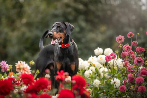Floral Dog Collar for Large Dogs, Designer Girl Dog Collar with Flower Bow, Quick Release Wedding Collar
