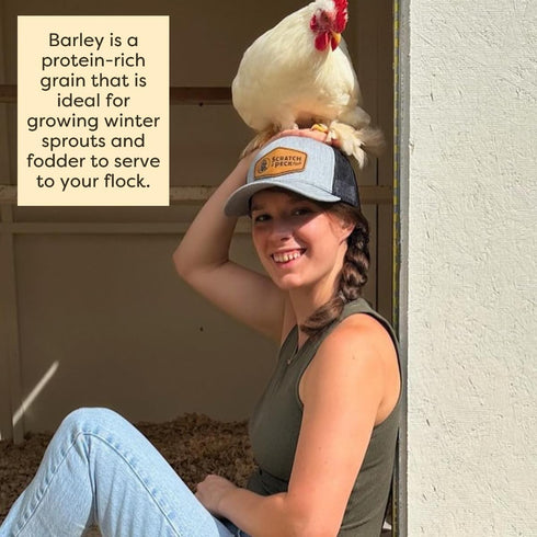 10 lbs 8.5% Scratch and Peck Whole Barley Chicken, Duck and Livestock Supplemental Grain - Bag - Protein, Certified