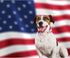 Lionheart Glory American Flag Dog Collar, Heavy Duty Adjustable Patriotic Dog Collar for Small Dogs, Independence Day