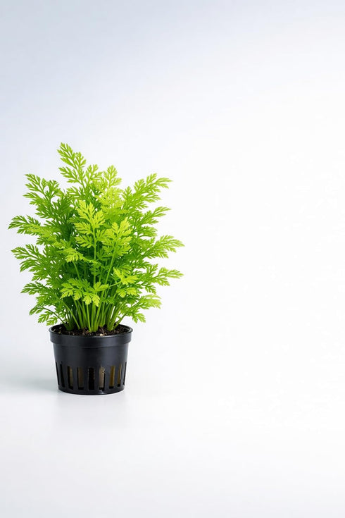 Water Sprite Indian Fern - Live Plants for Fish Tank, Live Aquarium Freshwater Plant, Easy Aquatic Plants for Beginner