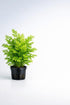 Water Sprite Indian Fern - Live Plants for Fish Tank, Live Aquarium Freshwater Plant, Easy Aquatic Plants for Beginner