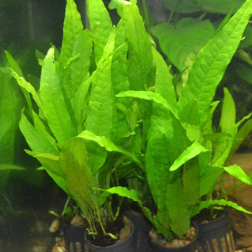 3 (3 Aquatic Plants Bundle | Live Plants for Freshwater Aquariums X Microsorum Java Fern Plants)