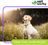 60ct Vet Worthy Chewable Toothpaste - Dog Teeth Cleaning Chews with Propolis & Zeolites - Toothpaste for Dogs - Tartar
