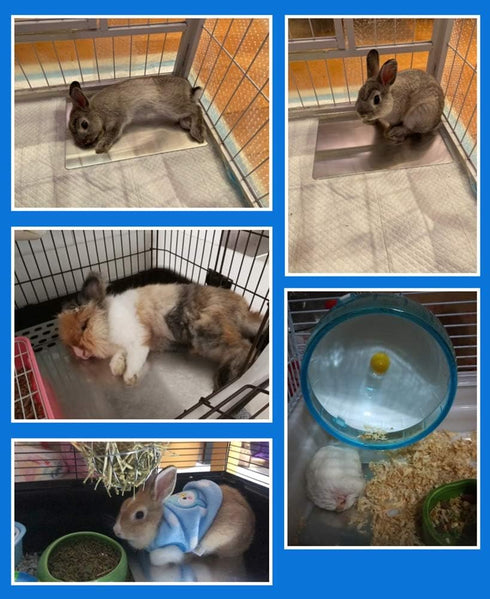 Rabbits Cooling Mat, Self Cooling Mat Pad for Hamster, Guinea Pig, Chinchilla, Bunny, Kitten, Cat, Rapid Cooling for