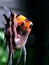 Aquaticblendedfoods A382 (4oz) Mini Bloodworm Sticks with Salmon,Spirulina,Brine Shrimp,Fish Food,Axolotl Food