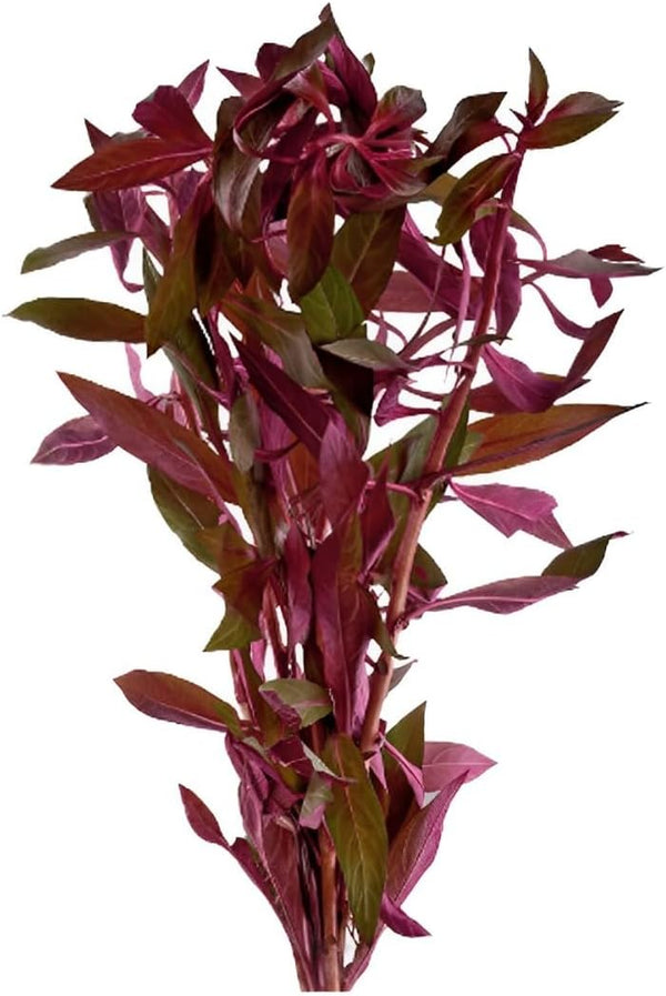 Live Aquarium Ludwigia Repens Plants - Great Background for Fish - Long