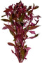 Live Aquarium Ludwigia Repens Plants - Great Background for Fish - Long