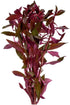 Live Aquarium Ludwigia Repens Plants - Great Background for Fish - Long