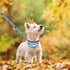 EXPAWLORER Puppy Collar and Leash Set, Embroidery Pawprints Plaid Dog Collar with Bow Tie and Bandana, Blue S