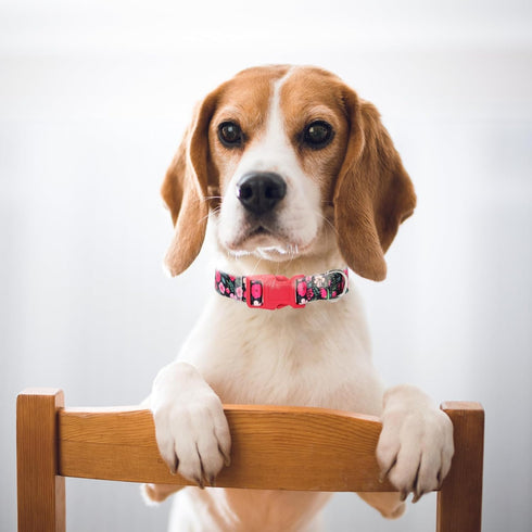 Girl Dog Collar with Red Flowers, Quick Release Buckle & Adjustable Comfy Pet Collar for Small Medium Large XL Dogs