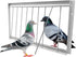 Racing Pigeon Trap Door, 15.8in x 10.2in Pigeon T-Trap Entrance House Loft Door, Bird Cage Supplies