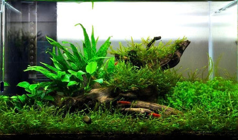 Swimming (1 Creatures Live Aquarium Plants (Java Fern Bunch))