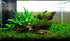 Swimming (1 Creatures Live Aquarium Plants (Java Fern Bunch))