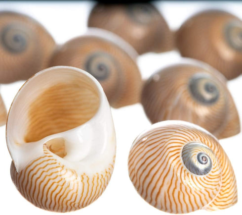 12 3/4"- 1.5" Hermit Crab Shells | Turbo Shells | Natica Lineata Shells | Hermit Crab House for Dcor | Plus Free