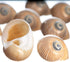 12 3/4"- 1.5" Hermit Crab Shells | Turbo Shells | Natica Lineata Shells | Hermit Crab House for Dcor | Plus Free