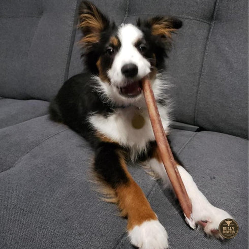 12 Inch (5 Bully Bunches Premium Standard Odor Free Bully Sticks for Small & Medium Dogs - Consistently Sized, Long