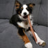 12 Inch (5 Bully Bunches Premium Standard Odor Free Bully Sticks for Small & Medium Dogs - Consistently Sized, Long
