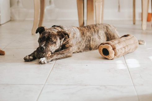 ZippyPaws Burrow- Interactive Dog & Puppy Toys for Boredom, Stimulating Pet Products to Keep them Busy, Hide & Seek