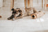 ZippyPaws Burrow- Interactive Dog & Puppy Toys for Boredom, Stimulating Pet Products to Keep them Busy, Hide & Seek