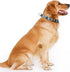 Heavy Duty Dog Collar with Buckle, No Pull Escape Proof Martingale Collars for Small, Medium, Large Breed Dogs, Quick