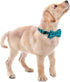 Soft & Comfy Bowtie Dog Collar, Adjustable and Detachable Bow Tie Collar for Small Medium Large Pets (Large, Pack of 1,