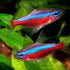 Aquatic Foods Inc. 100% 5oz Brine Shrimp Cubes, Freeze Dried Brine Shrimp for All Tropical Fish, Marine Fish, Land