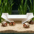 DQITJ 1 Pcs Hermit Crab Hermit Crab Hideaway Underground Habitat and Climbing Toy (White)