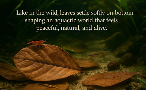 30g, (16+ Indian Almond Dried Leaves Premium Catappa Leaf Aquarium Water pH Tannin for Betta Fish, Shrimp Leaves)
