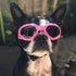 Petleso Dog Goggles for Medium Breed, Eye Protection Sunglasses, Windproof Anti-UV, Pink
