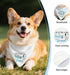 Vgrti I'm Getting a New Best Friend Funny Dog Bandana Pregnancy Announcement, Pregnancy Boy Dog Bandana, Pet Scarf