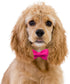 Maca Bates Dog Collar with Adjustable Rose Red Bow Tie, Solid Colors Breakaway Girly Pink Collars for Small, Medium,