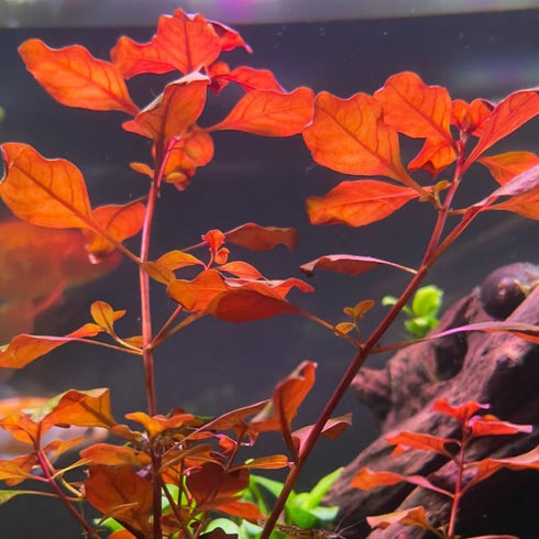 5 7 Super Red Ludwigia Aquarium Plants Live, Live Aquarium Tanks Ludwigia Aquatic Plants, No Root, to Stems, Live