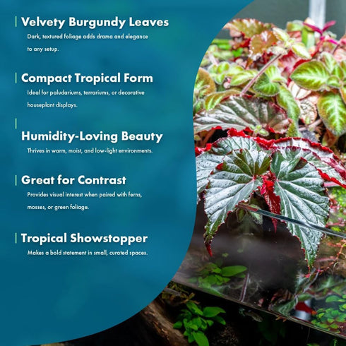 Sunset SubstrateSource Live Jungle Plants - Begonia Arabian (Begonia sp.) - Medium to High Light, Bronze Red Orange