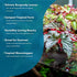 Sunset SubstrateSource Live Jungle Plants - Begonia Arabian (Begonia sp.) - Medium to High Light, Bronze Red Orange