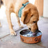 Loving Pets Bella Dog Bowls, Stainless Steel Dog & Cat Bowls, Spill Proof, Small 10-20 lbs, Copper