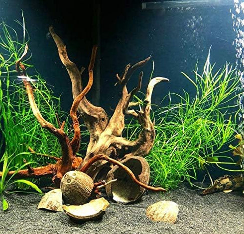 Live Pogostemon Stellatus Octopus Plant - Freshwater Aquarium Decoration