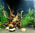 Live Pogostemon Stellatus Octopus Plant - Freshwater Aquarium Decoration