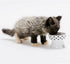 Necoichi Raised Stress Free Cat Food Bowl, Elevated, Dishwasher and Microwave Safe, Cat Dots, Mini