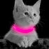 BSEEN Light Up Dog Collars, Rechargeable Glowing LED Collar for Small Dogs & Cats (Pink)