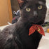 PetSoKoo Bunny Ears Cat Collar with Japan Lucky ‘???’ Charm, Red Safety Breakaway Bowtie Kitten Collar with Bell