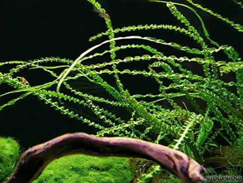 AquaLeaf Aquatics Crinum Calamistratum Onion Plant - Easy Tropical Live Aquarium Plant