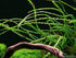 AquaLeaf Aquatics Crinum Calamistratum Onion Plant - Easy Tropical Live Aquarium Plant