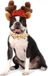 Dog Collar, Thanksgiving Turkey Pet Collar Bow, Holiday Adjustable Collar for X-Large Dogs