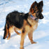 2-Inch Wide Tactical Dog Collar, Adjustable Military Style with Control Handle, Heavy-Duty Metal Buckle, USA Flag Patch