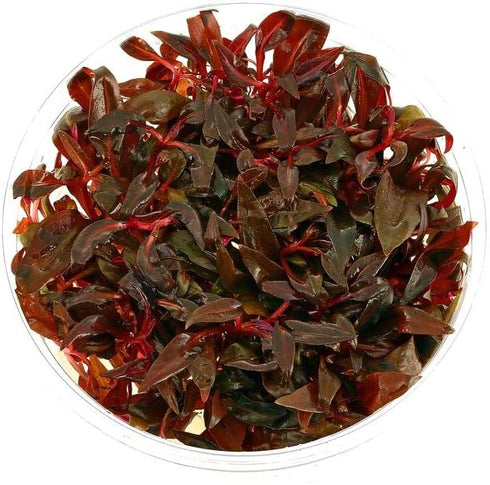AquaLeaf Aquatics Tissue Culture Live Aquarium Plants | in Vitro Freshwater Aquatic Plants for Small Aquariums